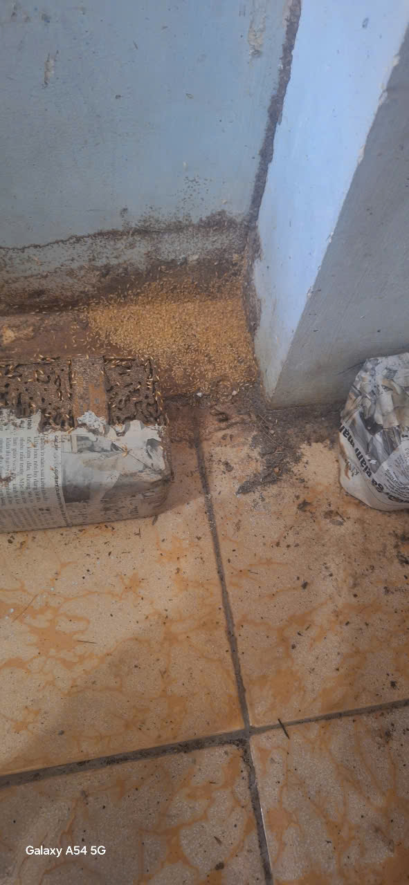 diệt mối tại phường lý thường kiệt quy nhơn Bình Định